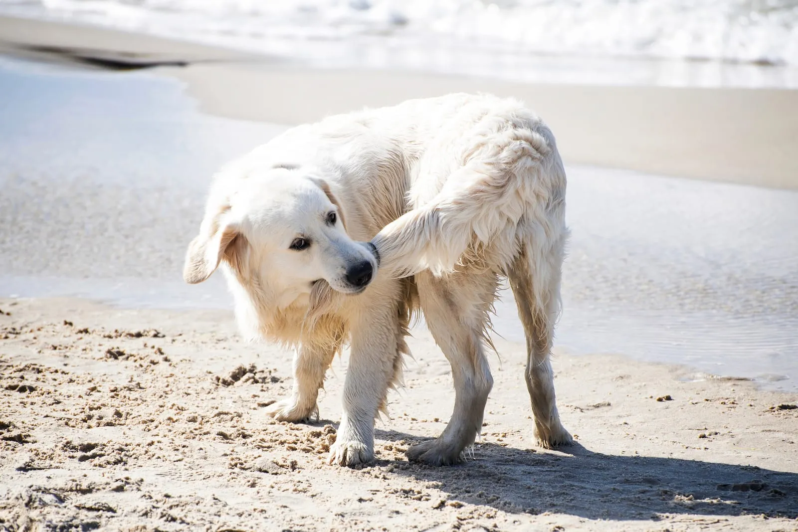 Golden retriever biting its own tale on a beach