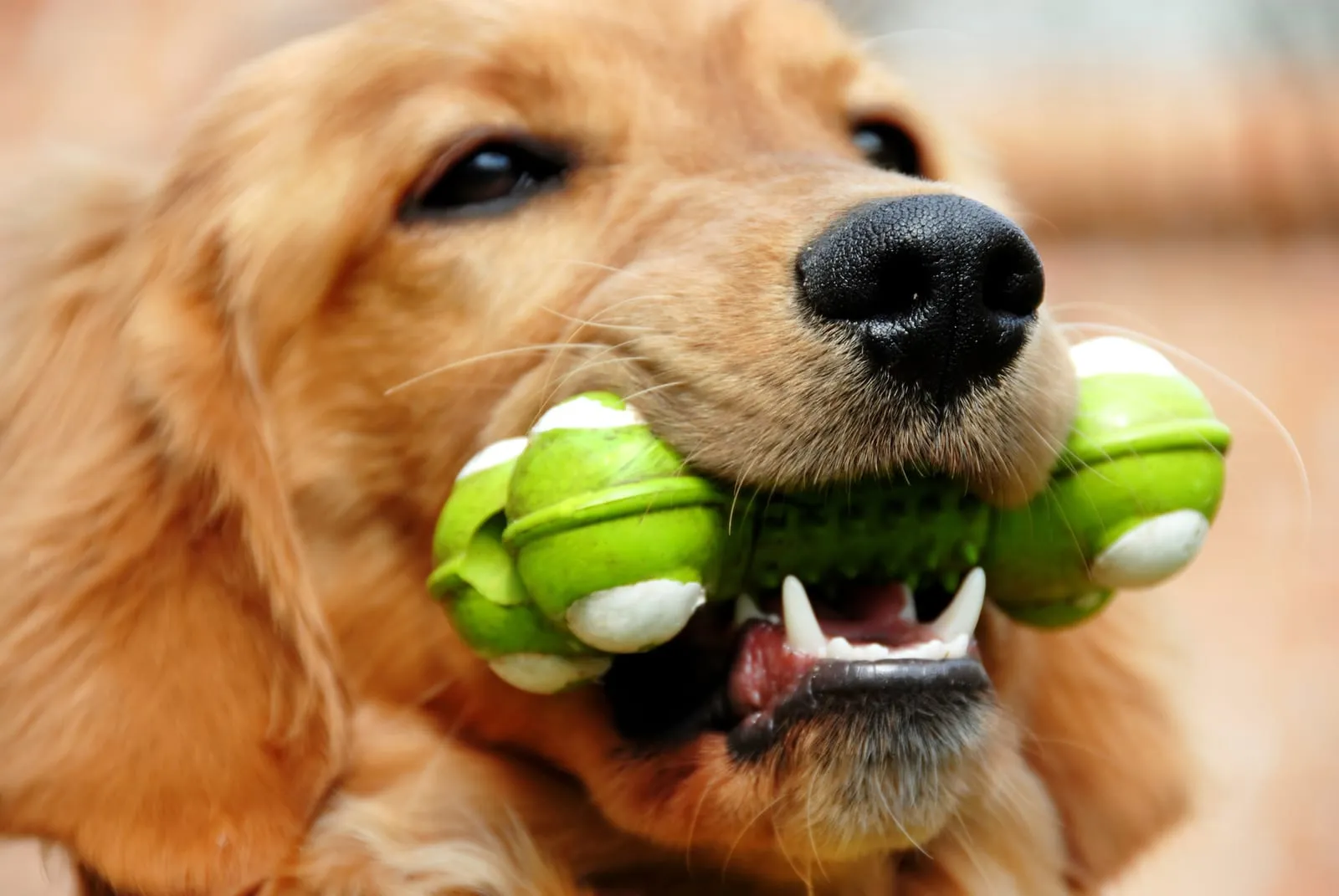 Golden retriever with a chew toy