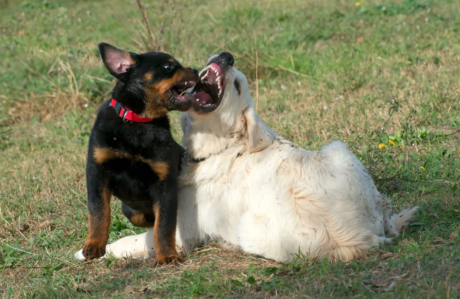 Golden retriever and another dog biting each other
