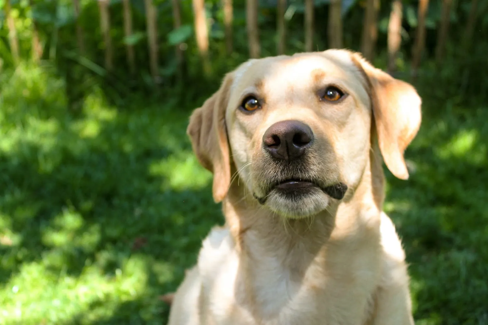 Example of a Labrador retriever
