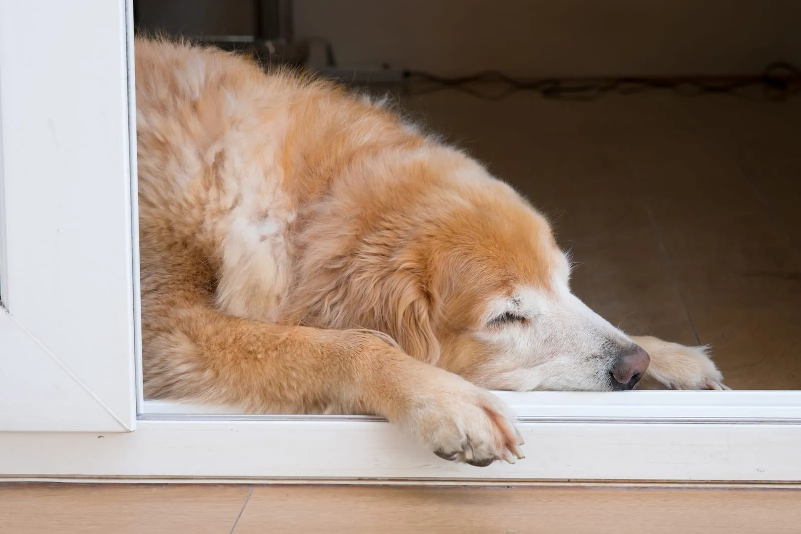 Elderly golden retriever sleeping by sliding door