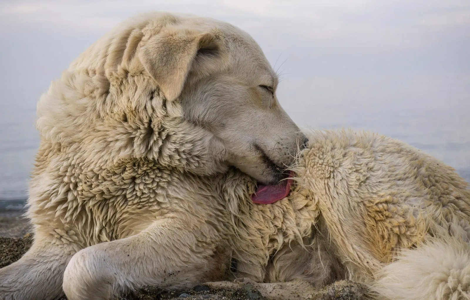 Golden retriever licking fur on beach