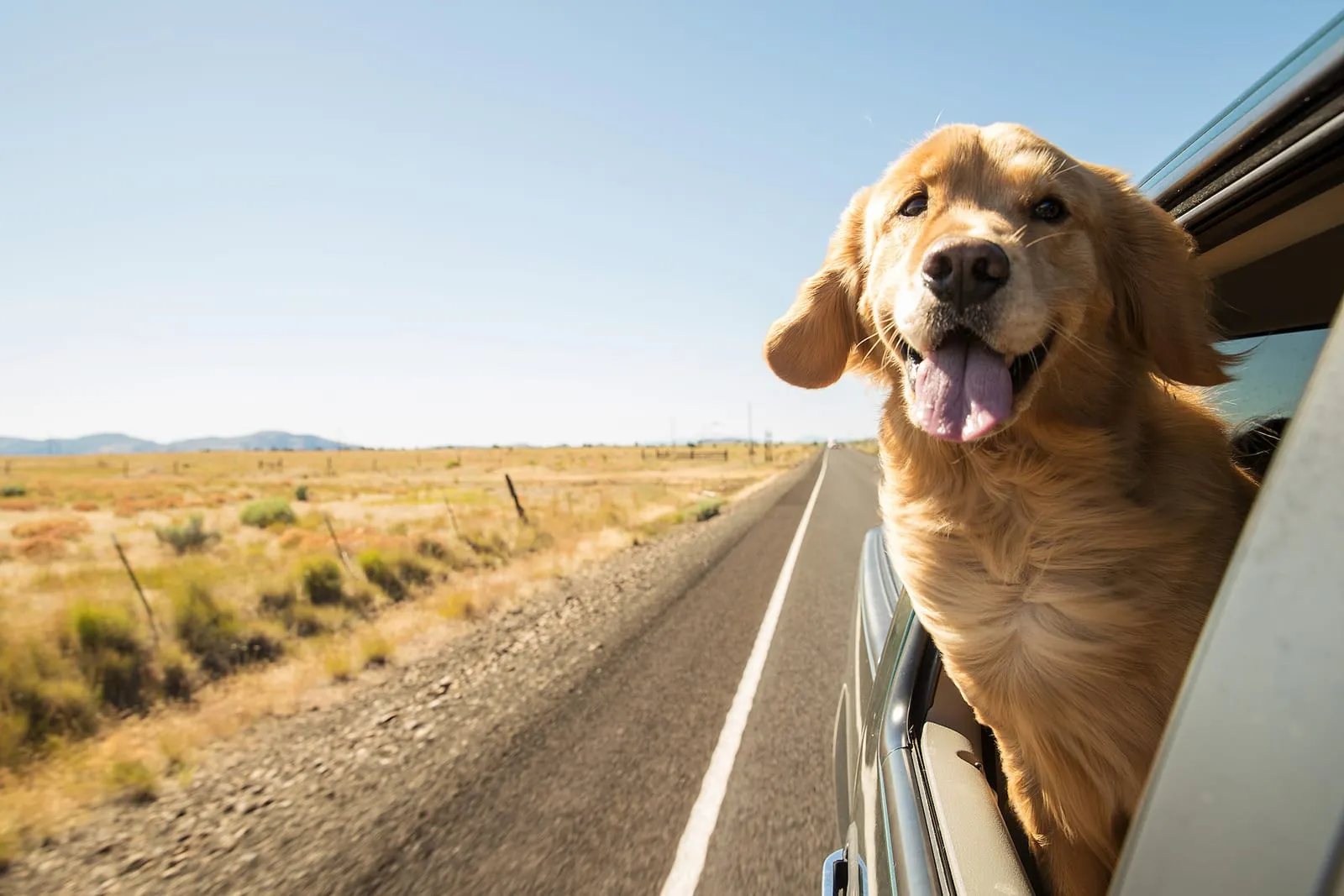 Golden retriever with head out of window on road trip