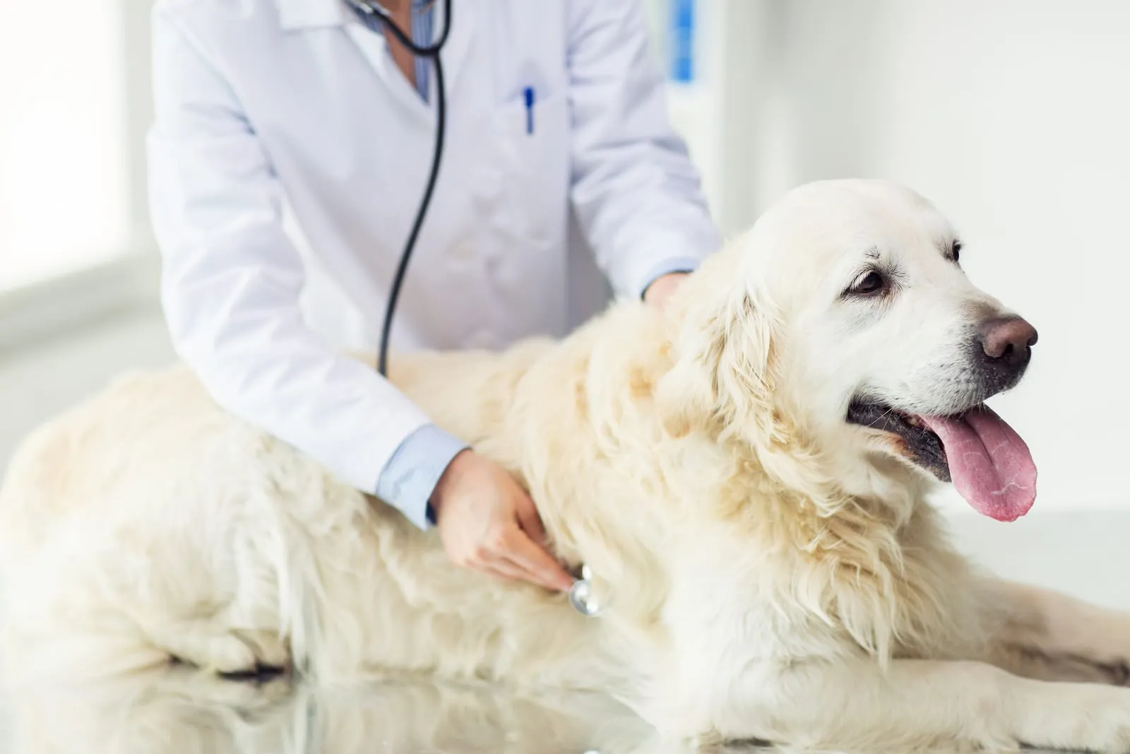 Cream golden retriever being inspected by a vet