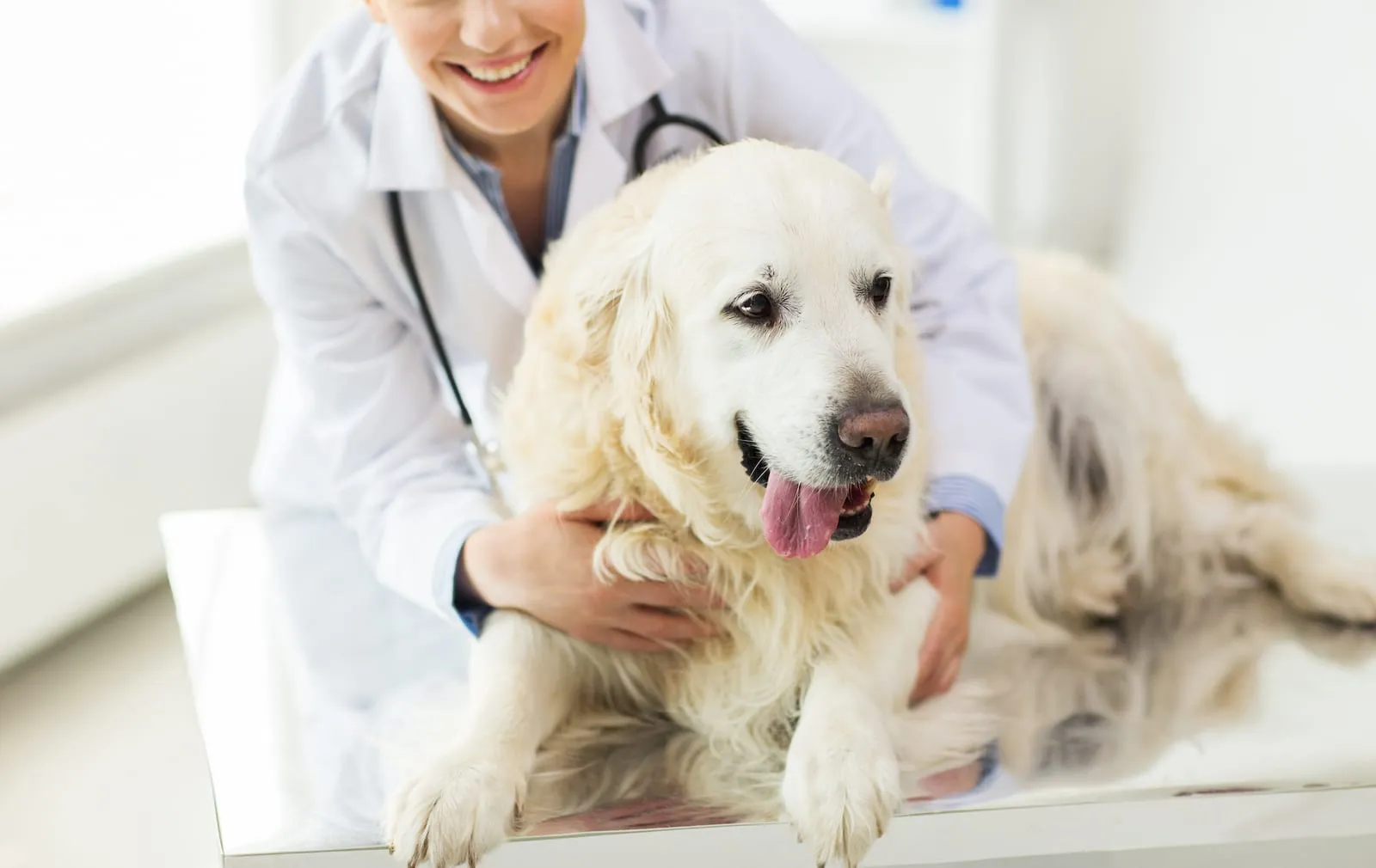 Golden retriever being inspected by a vet