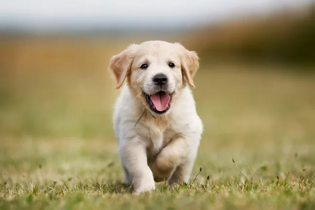 Golden retriever puppy walking on grass