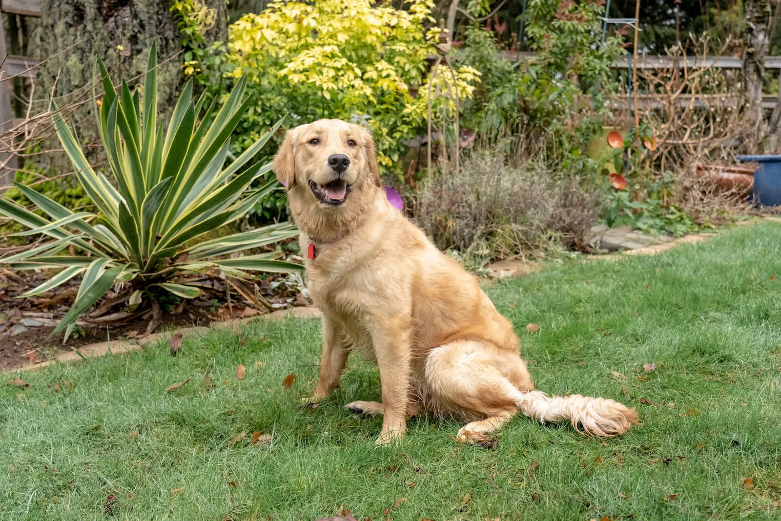 Golden retriever sitting in a garden