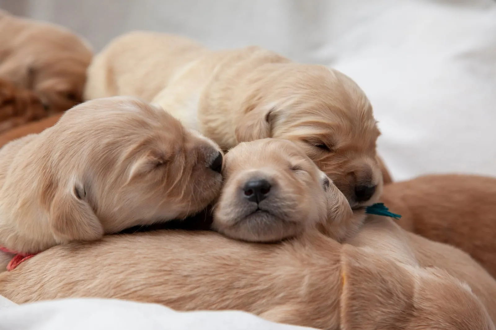 Pile of golden retriever puppies