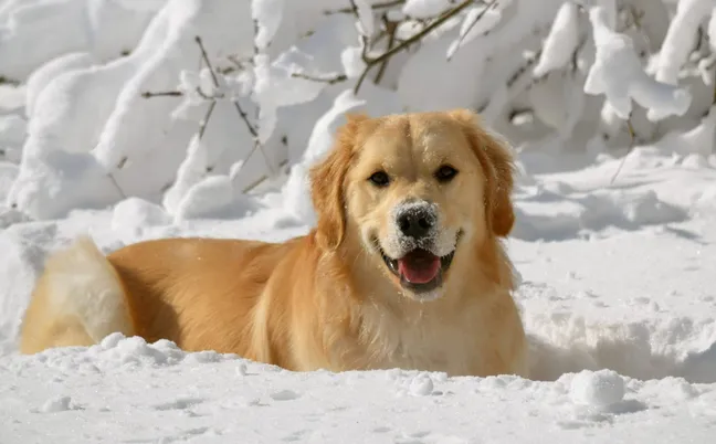 Golden retriever playing in the snow