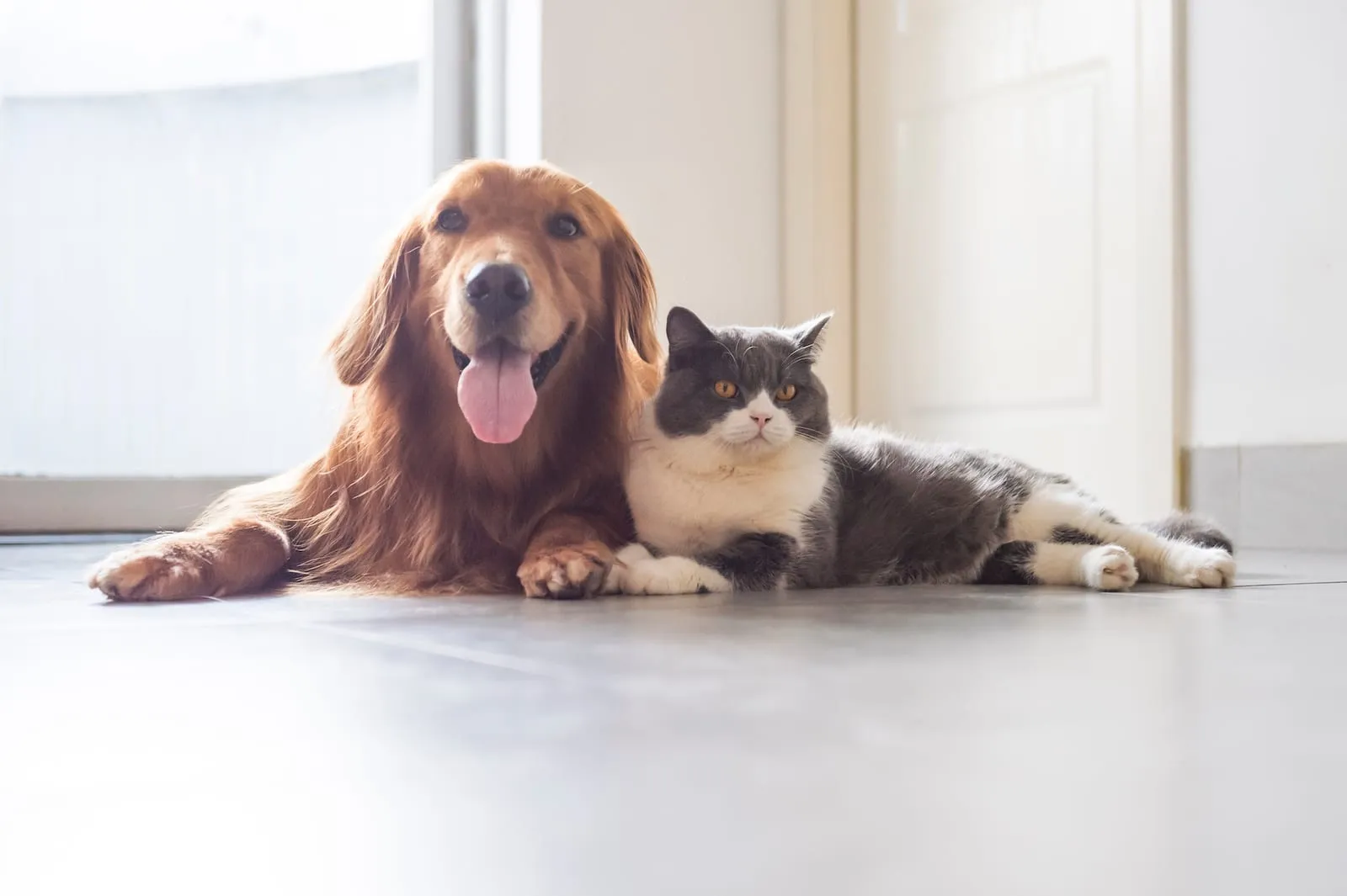 Dark golden retriever and cat next to each other