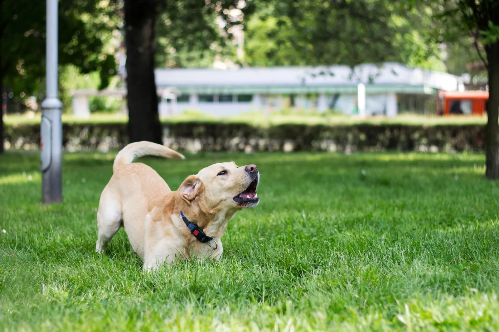 Labrador retriever barking at the park