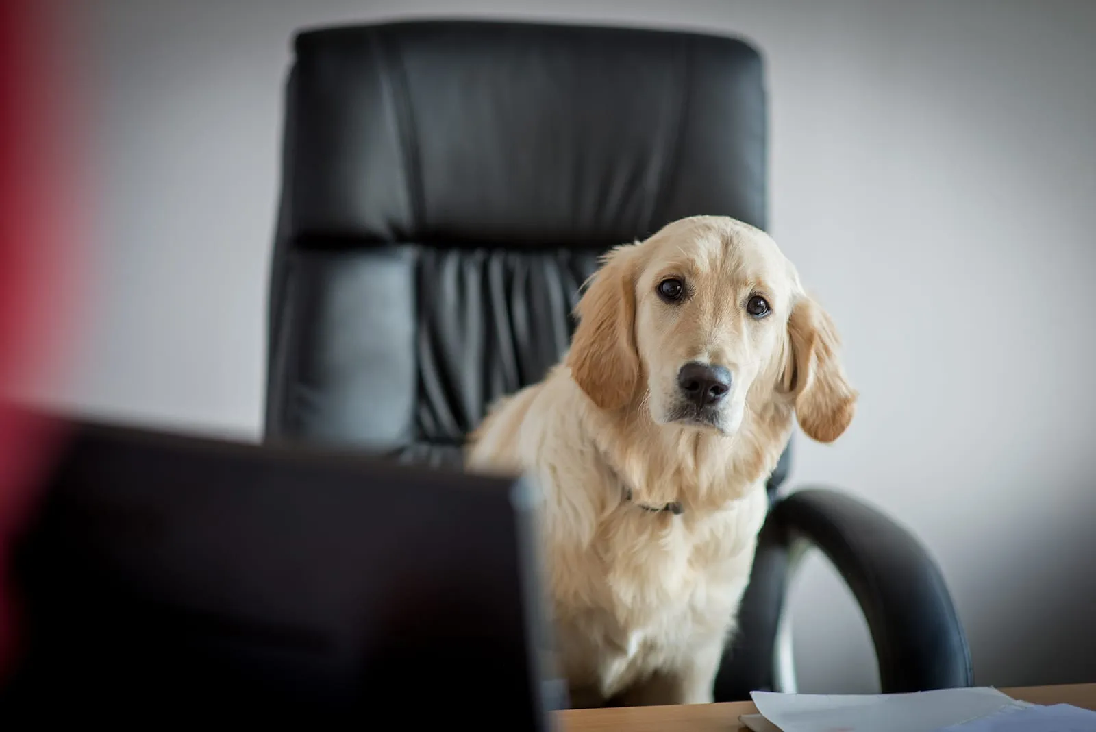 Light golden retriever in an office