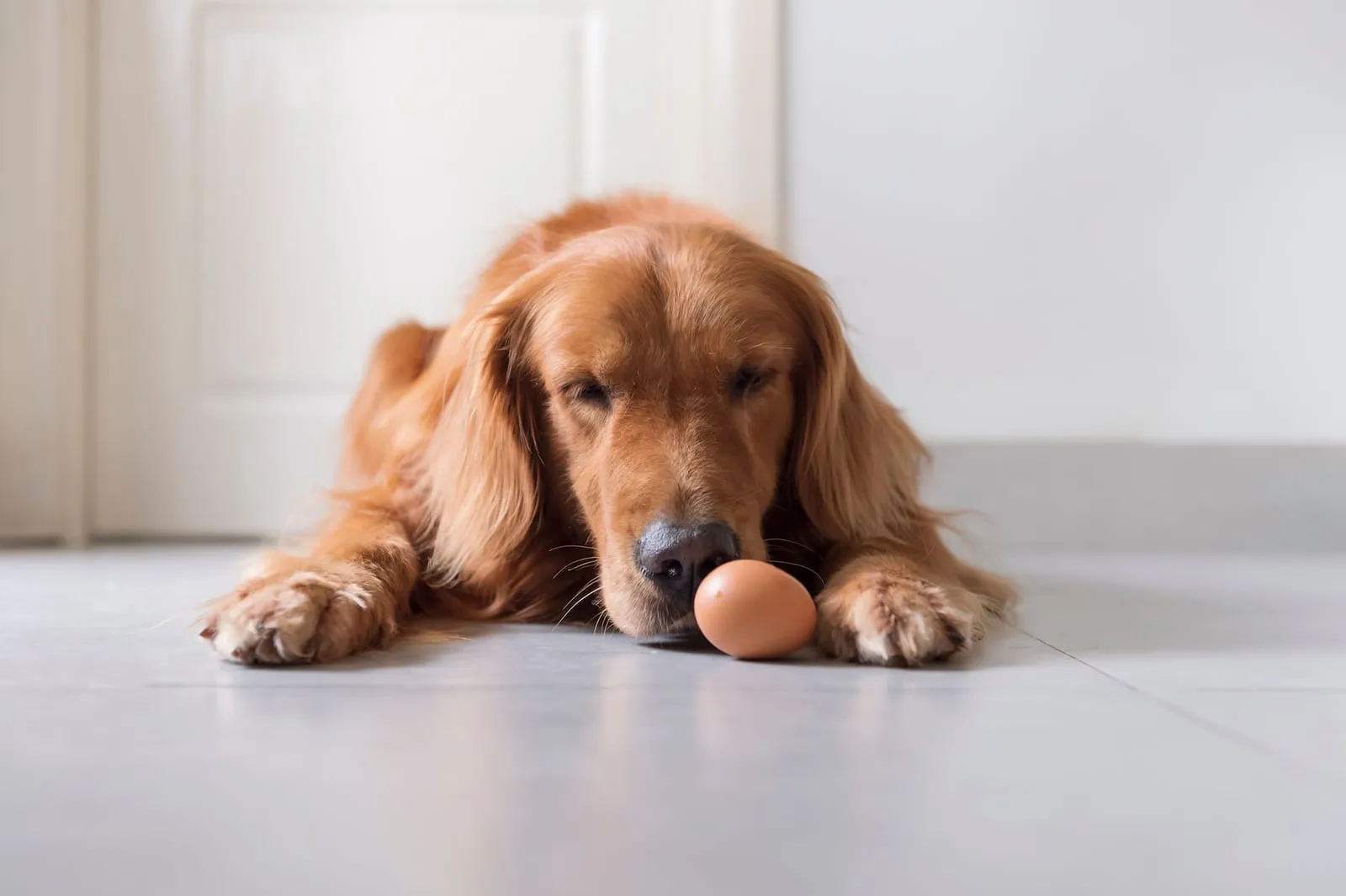 Golden retriever lying down looking at an egg
