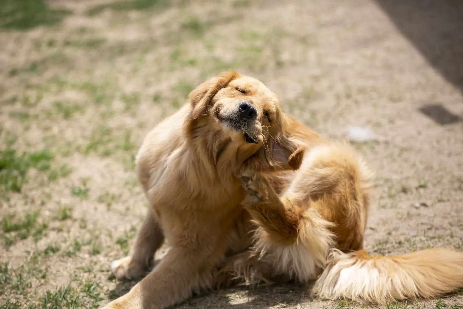 Golden retriever scratching itself