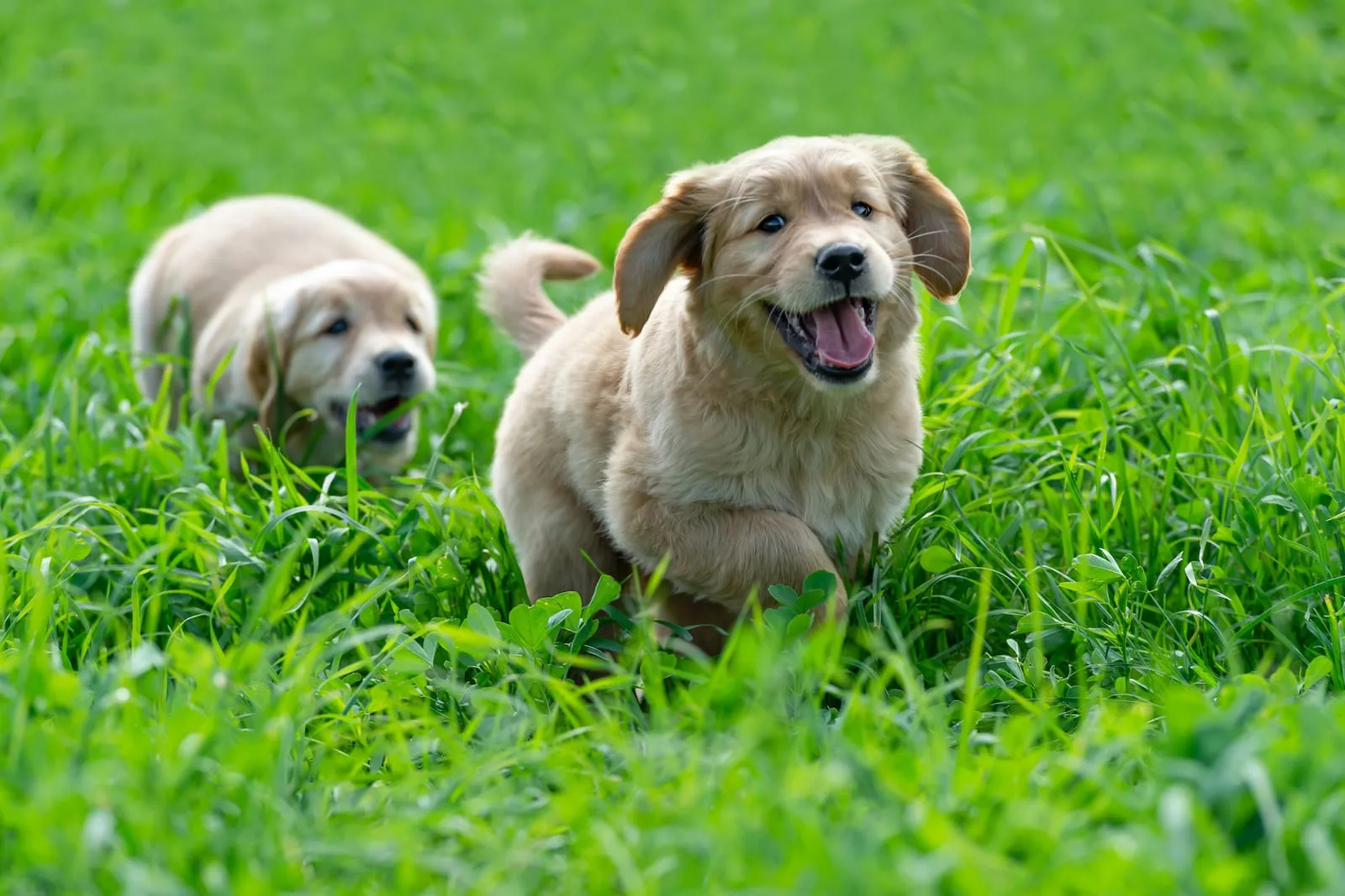 Golden retriever puppies having fun on grass
