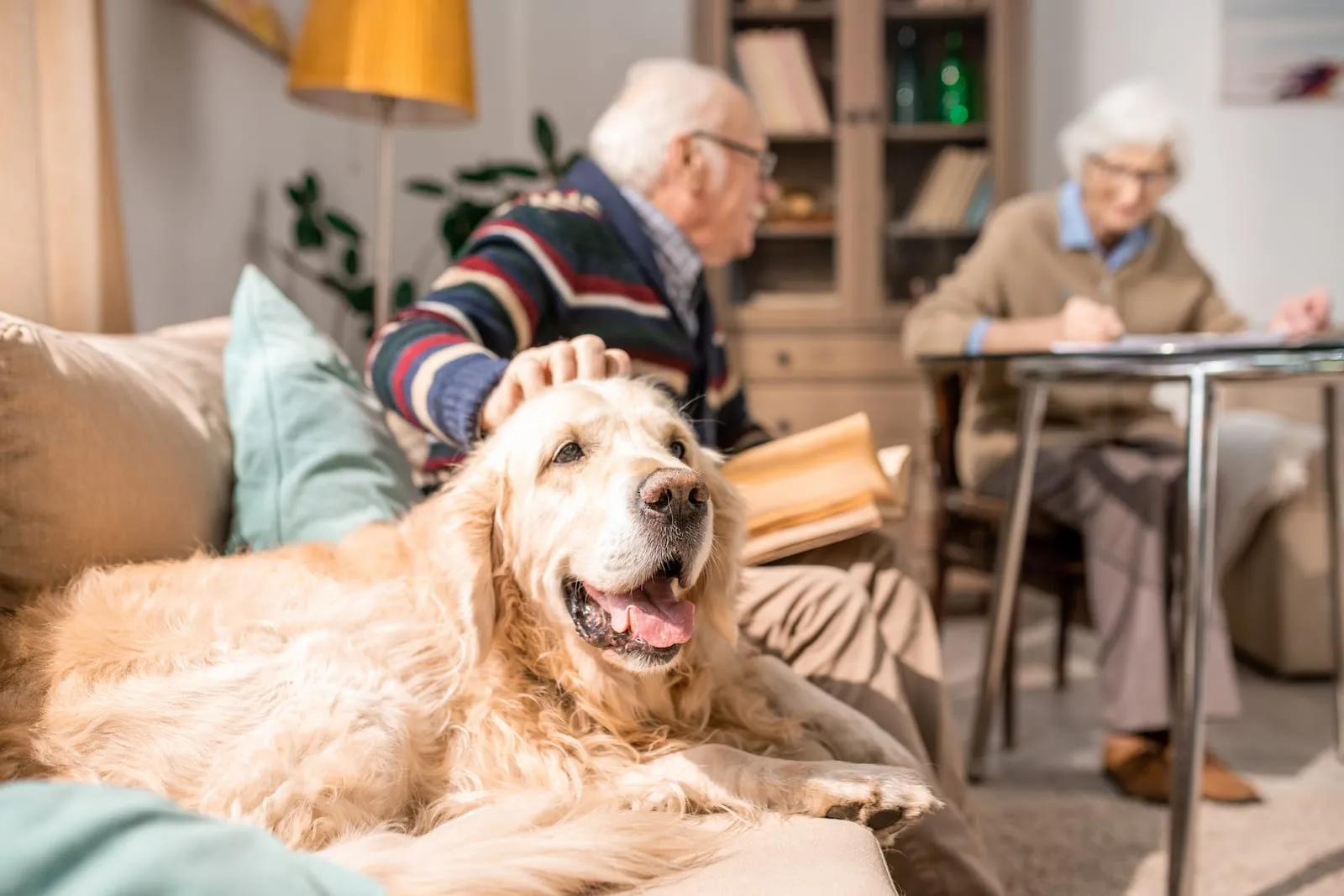 Elderly golden retriever with elderly couple