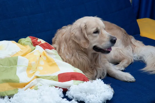 Golden retriever lying down next to a torn up pillow