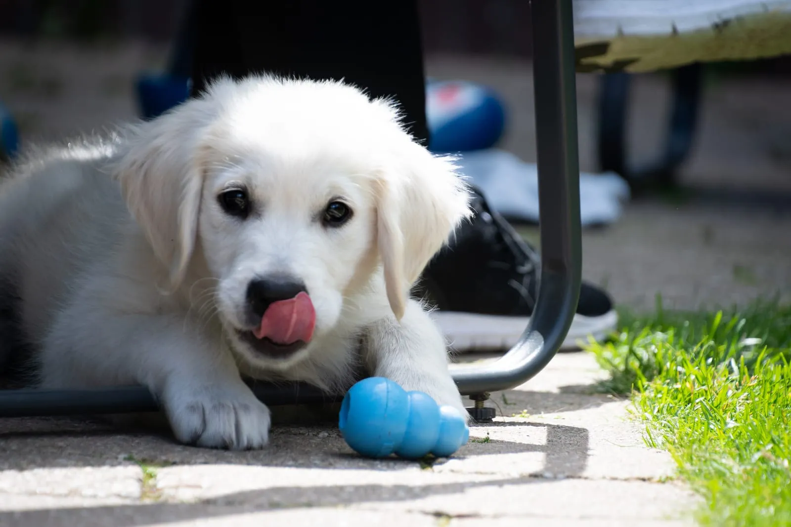 Golden retriever puppy with a kong licking its nose