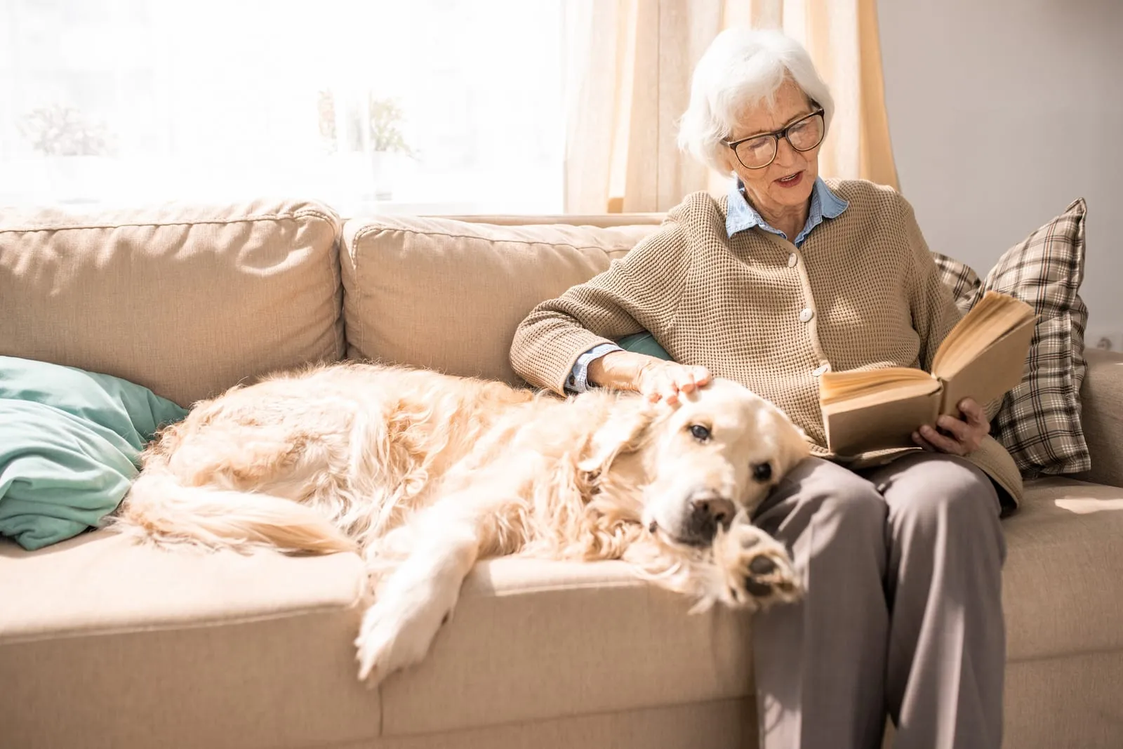 Golden retriever lying down next to an elderly woman reading a book