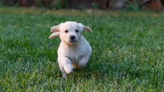 Golden retriever puppy running in the grass