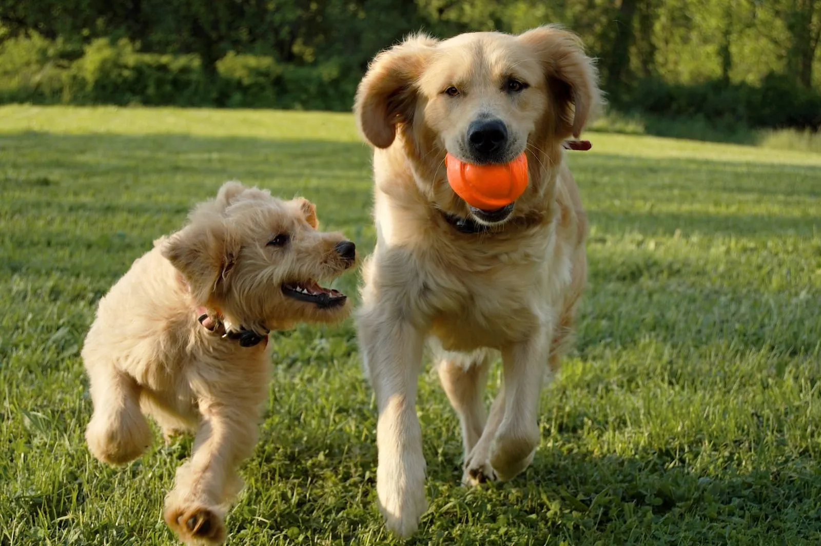 Golden retriever and another dog playing together
