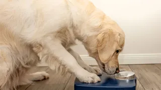 Golden retriever leaning on a scale