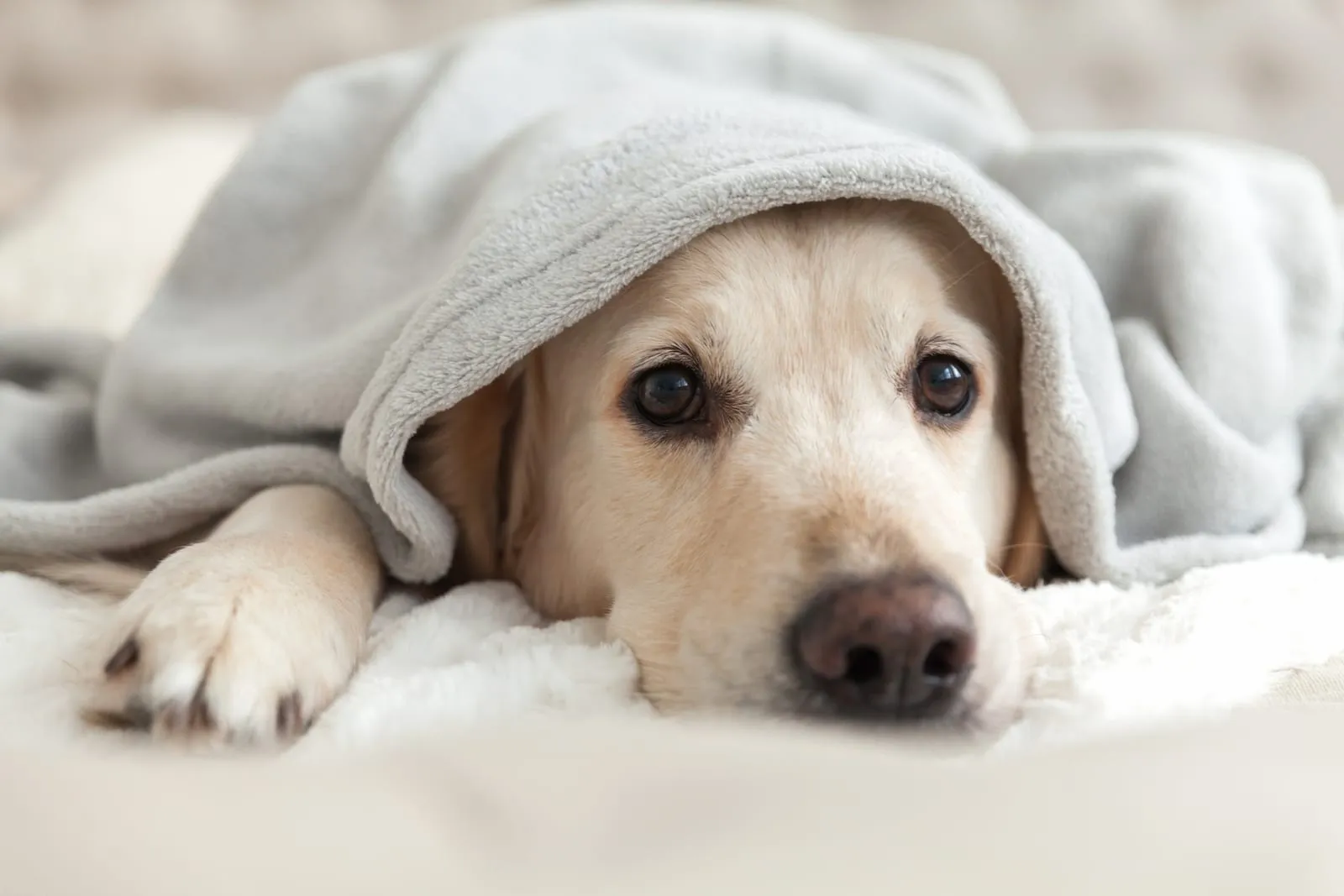 Golden retriever under a blanket