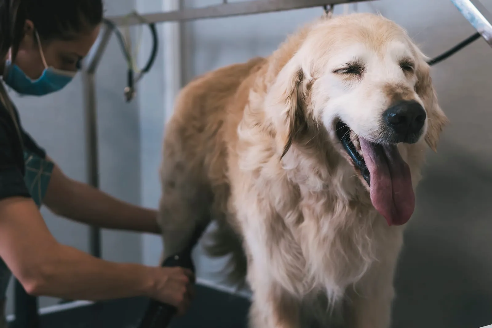 Golden retriever being professionally groomed