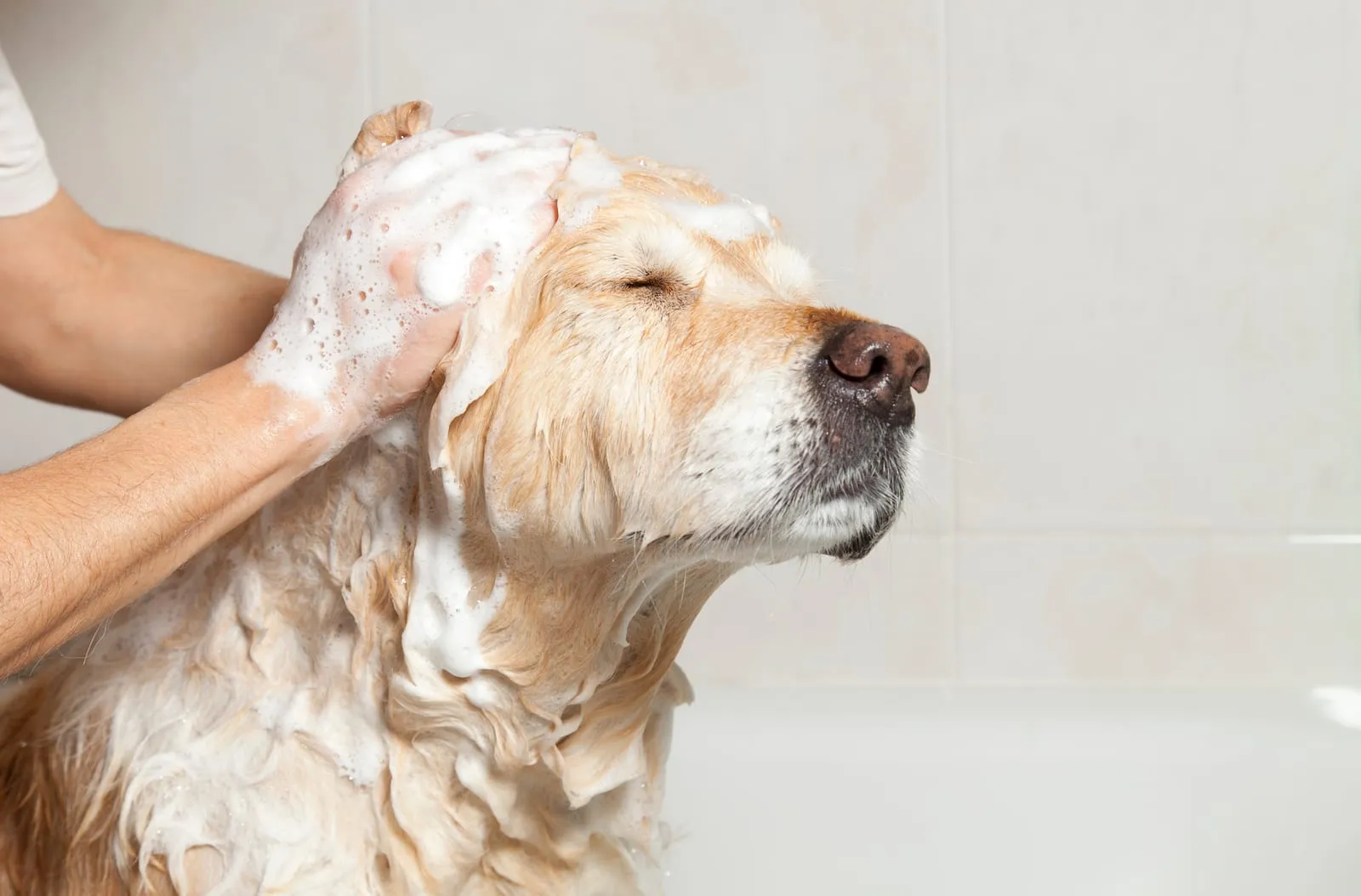 Golden retriever being washed