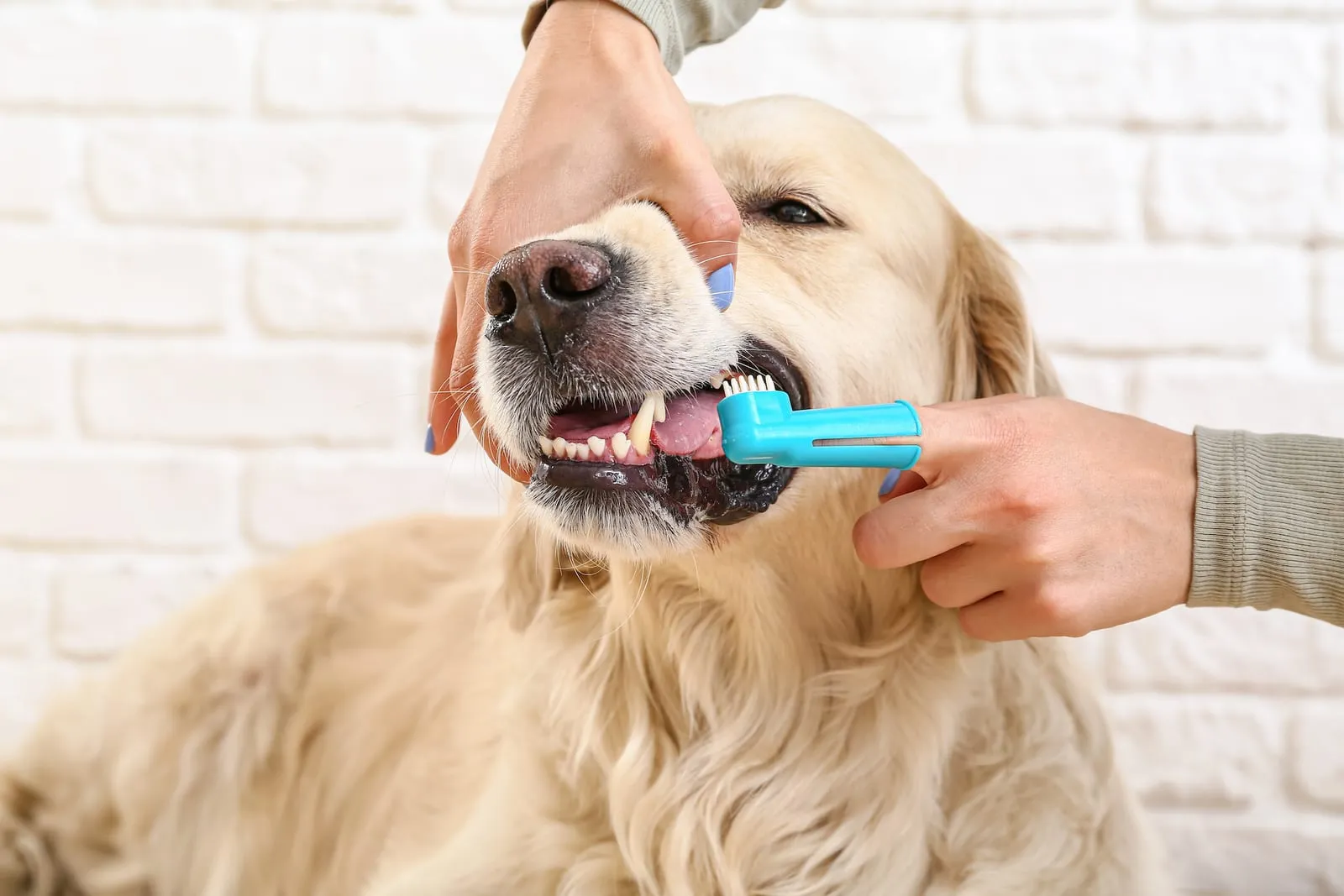 Golden retriever having teeth brushed