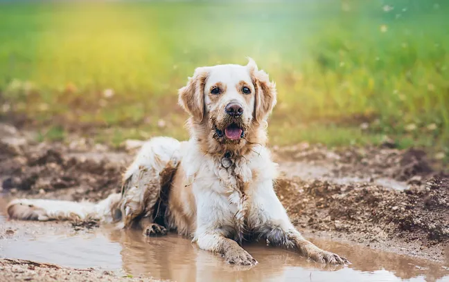 Golden retriever in a puddle