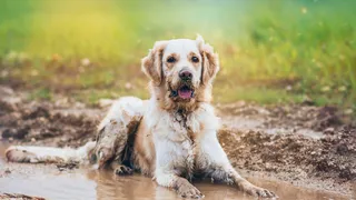 Golden retriever in a puddle