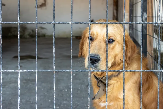 Sad looking golden retriever behind a caged wall