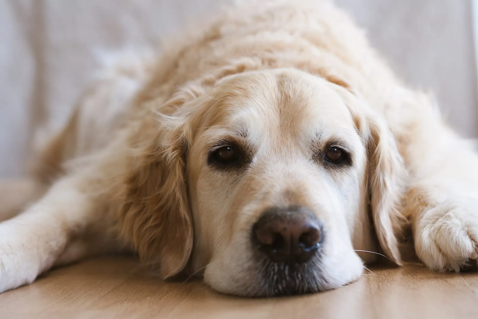 Golden retriever lying down on a wooden floor