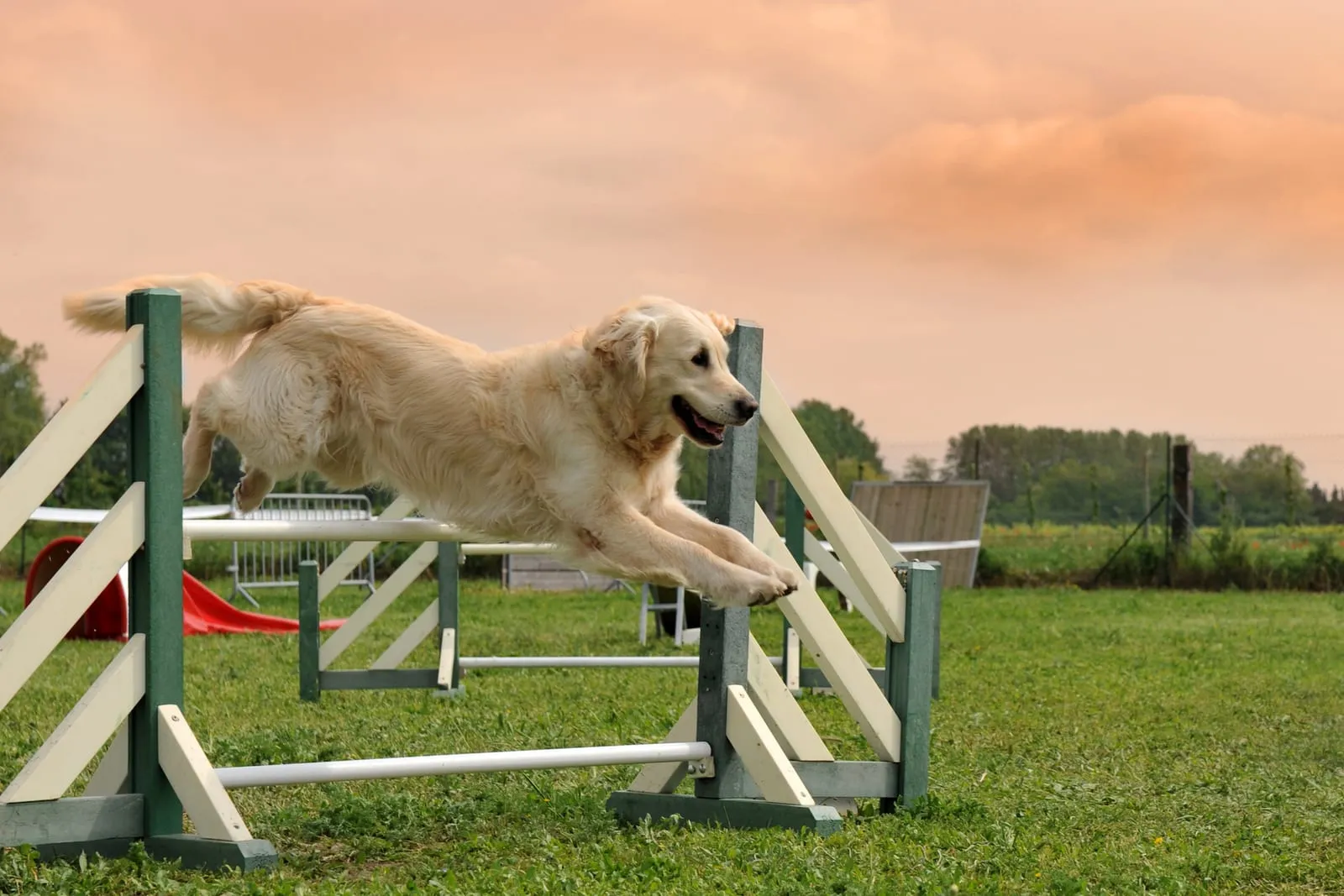 Golden retriever running through an agility course