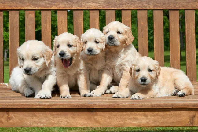 Golden retriever puppies on a bench