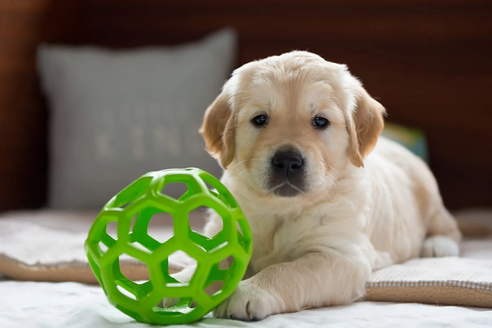 Golden retriever puppy with a green ball