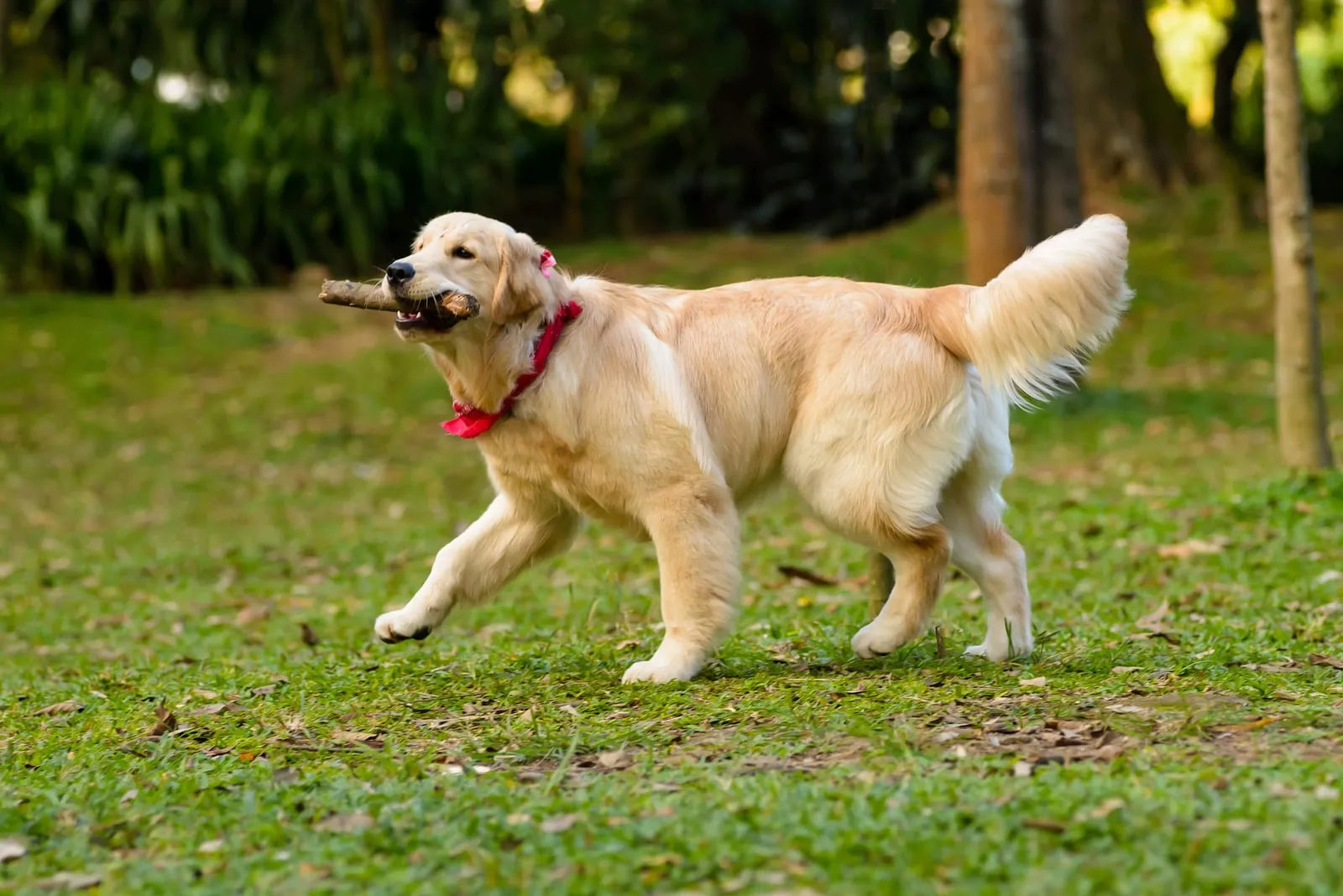 Golden retriever with a stick in the park