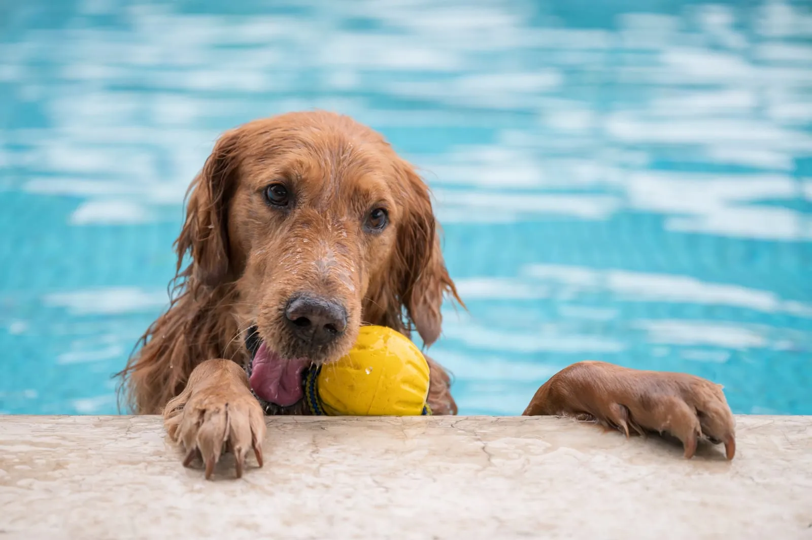 Golden retriever in a pool playing with a toy