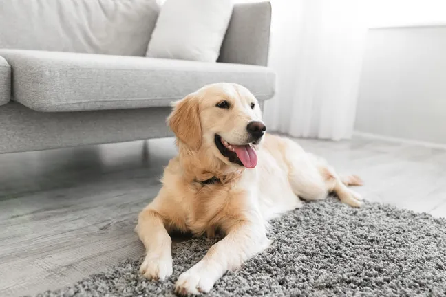 Golden retriever lying down on a rug in a lounge