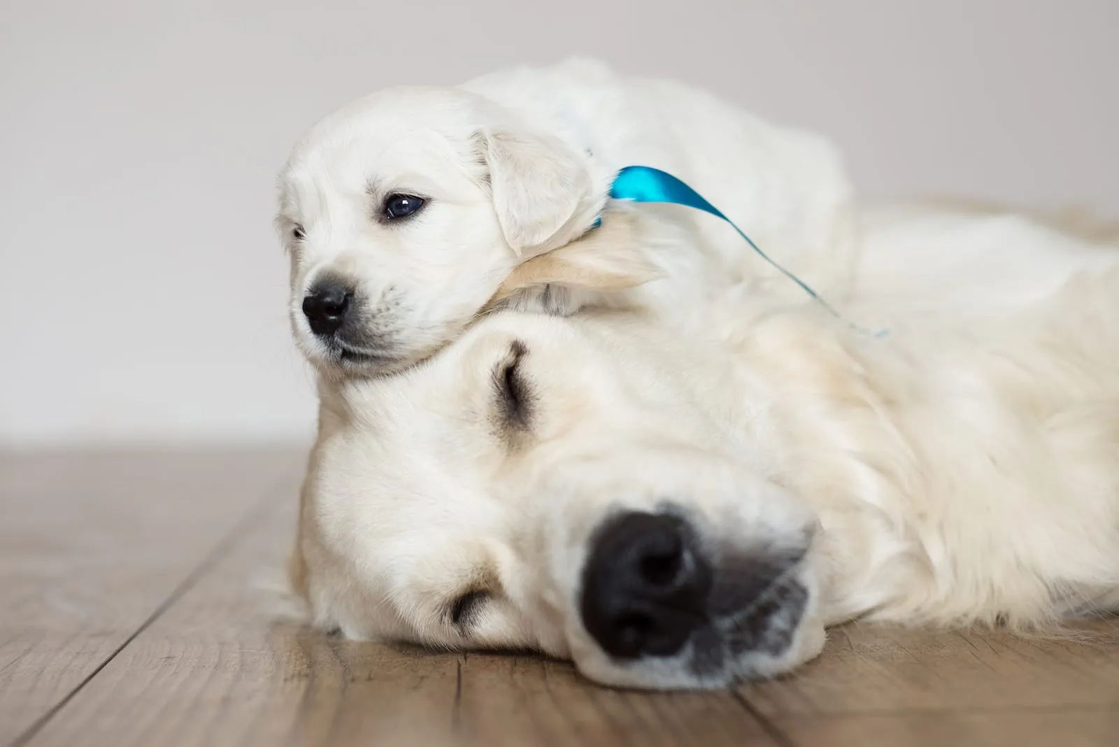 Golden retriever puppy lying on top of its mum