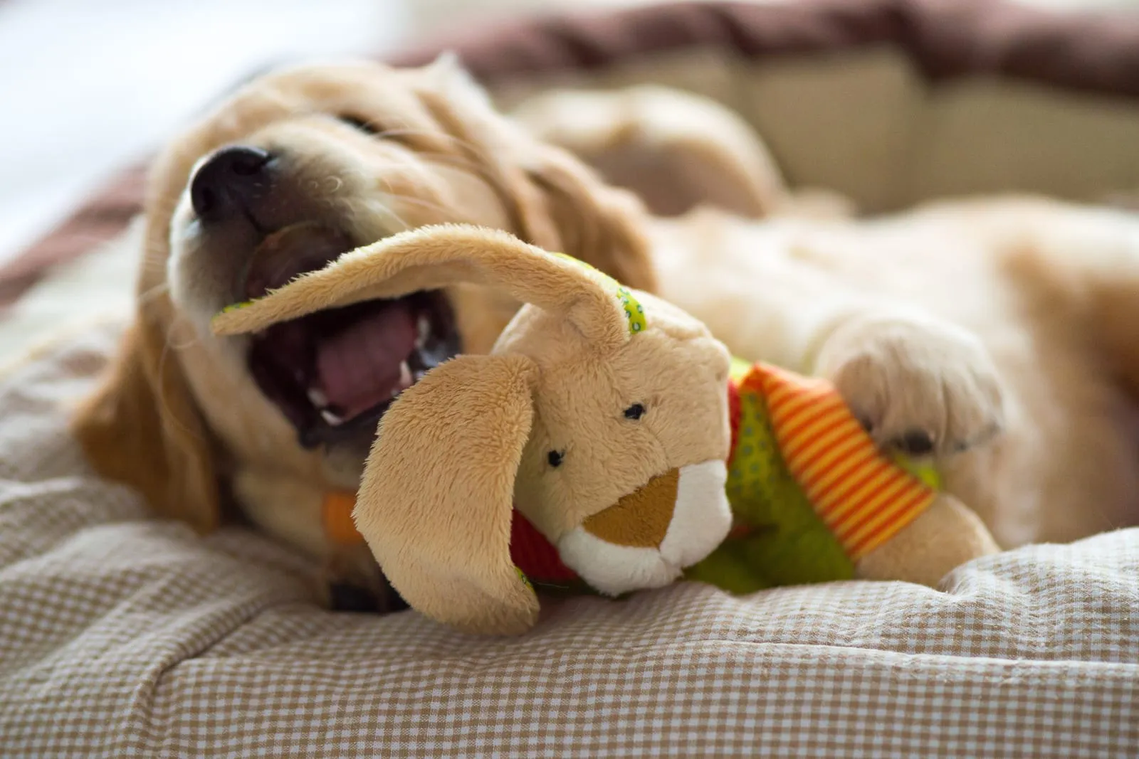 Golden retriever puppy with a plush toy