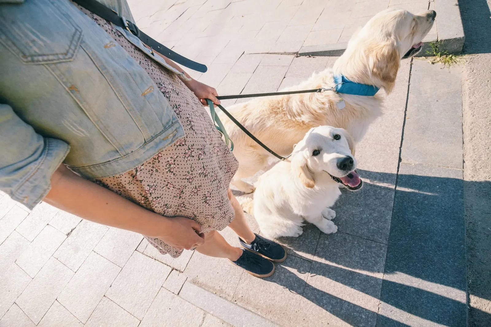 Woman walking two golden retrievers