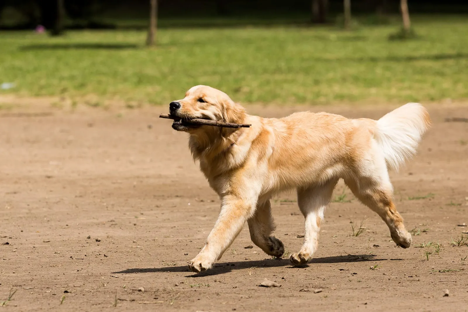 Golden retriever carrying a stick in a park