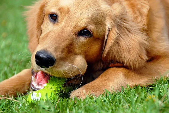 Golden retriever chewing a toy