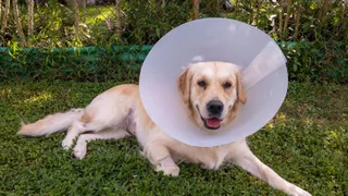 Golden retriever with a medical cone on