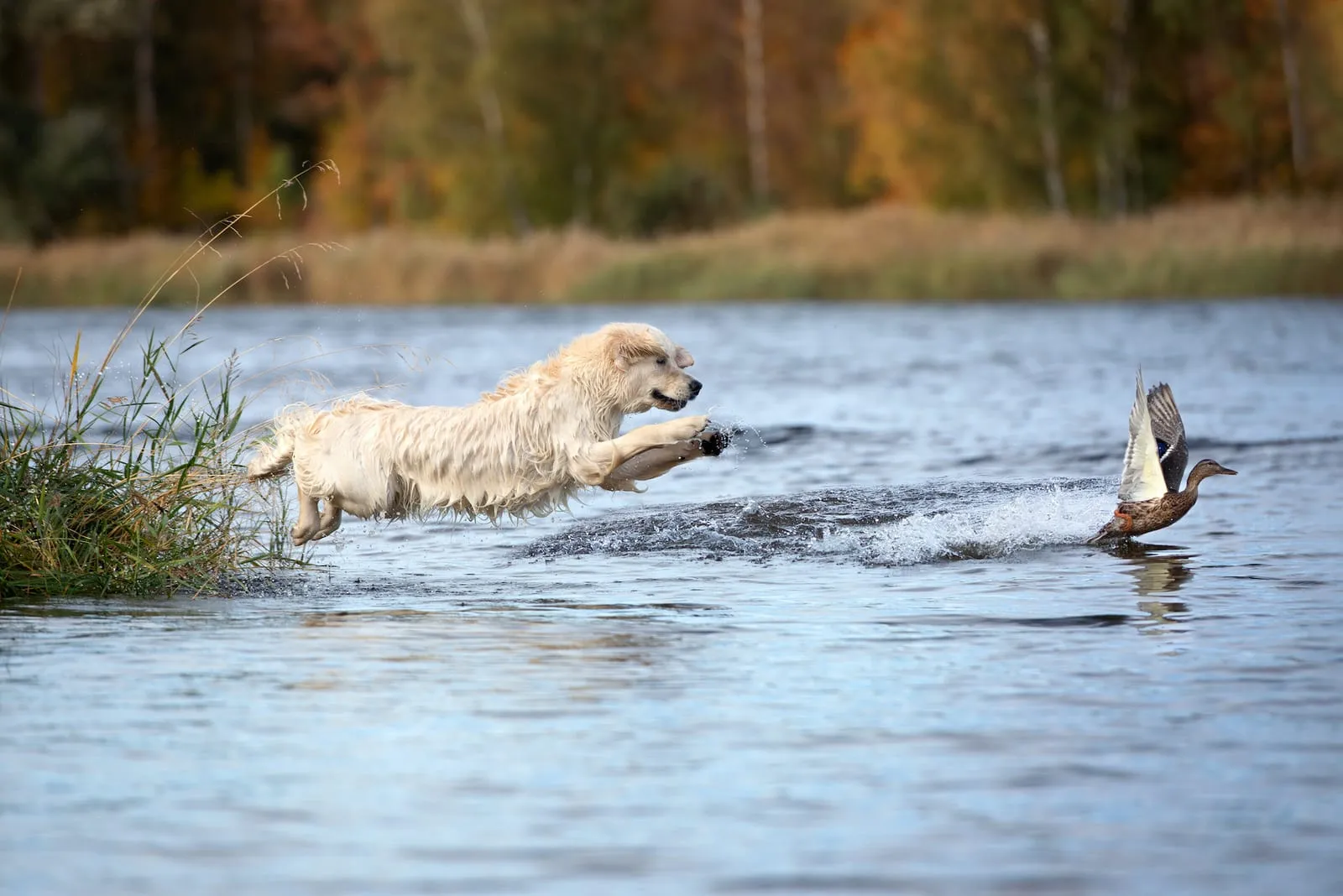 Golden retriever hunting a duck in a lake