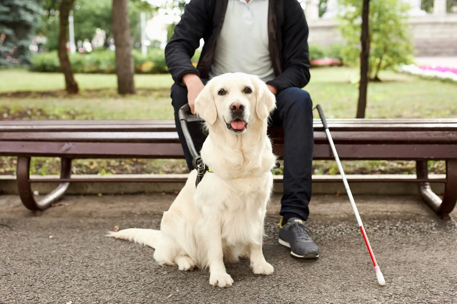 Golden retriever next to a blind man on a bench