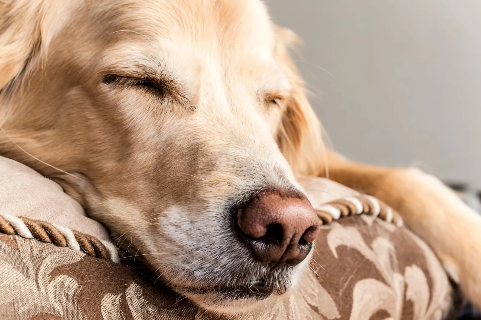 Sleeping golden retriever
