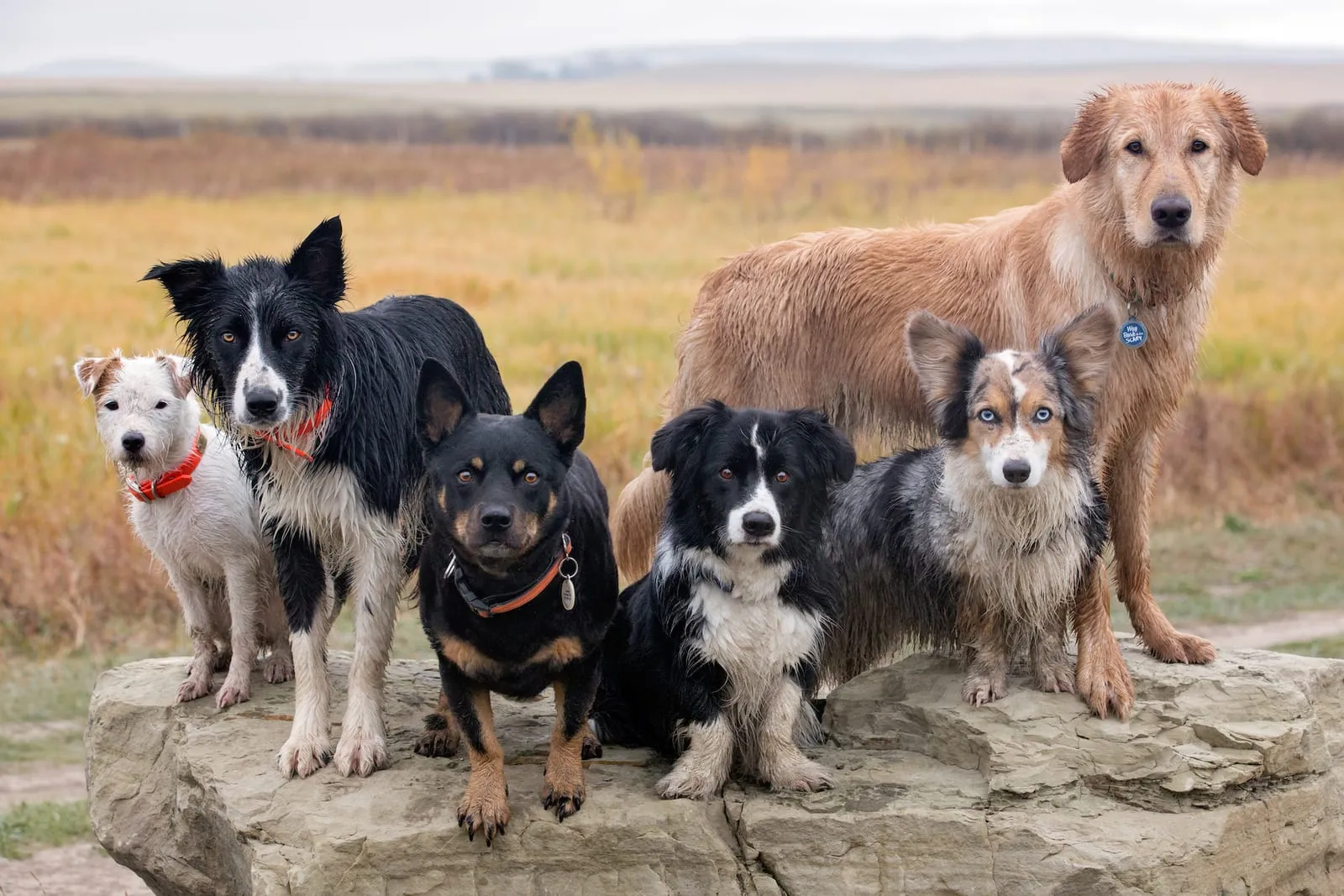 Group of dirty dogs standing on a rock in the outdoors